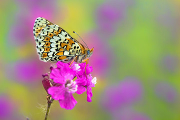 Obraz na płótnie Canvas Glanville Fritillary butterfly Melitaea cinxia in Czech Republic