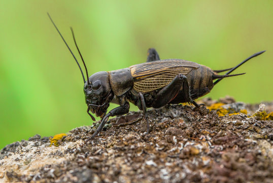 Field cricket Gryllus campestris in Czech Republic