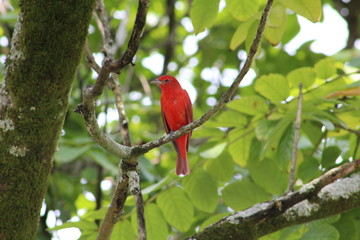 Pajaro Rojo 1
