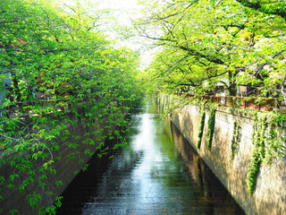 Meguro River dyed in fresh green