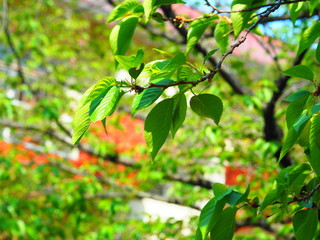 Beautiful sprouts of cherry blossoms