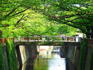 Bridge over Meguro River stained with fresh green