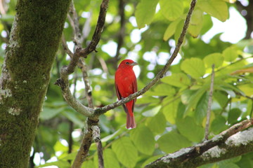 Pajaro rojo 2