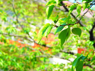 Fototapeta na wymiar Beautiful sprouts of cherry blossoms