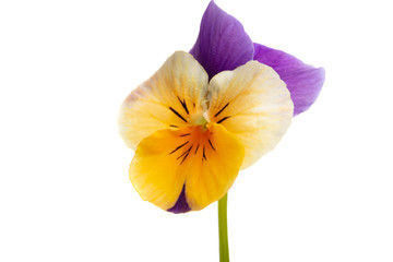 pansy isolated