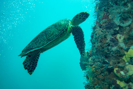 Sea Turtle