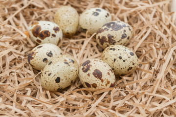Quail spotted eggs lie on paper strips in the form of hay