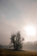 Tree in morning fog