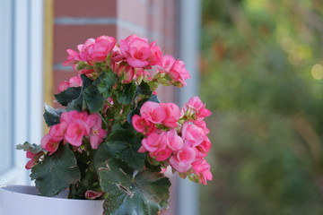 bouquet of pink flowers