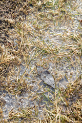 Spring flood carries the snow and turns into a puddle outside the city