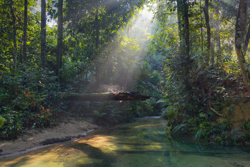 Obraz premium Early morning view in the forest