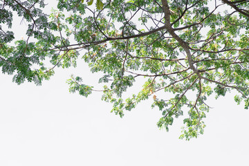 Fototapeta premium Green leaves on tree with white background.