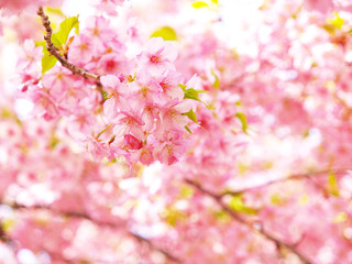 Close up of cherry blossoms 