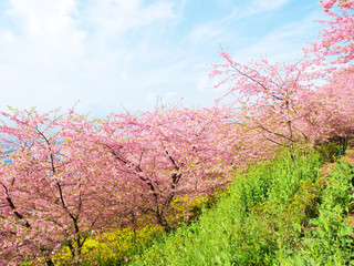 Blue sky and cherry blossoms and rape blossoms 