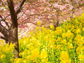 cherry blossoms and rape blossoms 