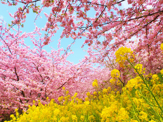 Blue sky and cherry blossoms and rape blossoms 
