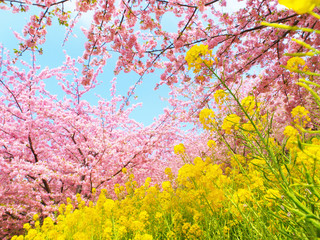 Blue sky and cherry blossoms and rape blossoms 