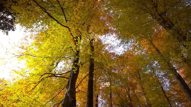 In the beech forests the leaves of the trees turn yellow