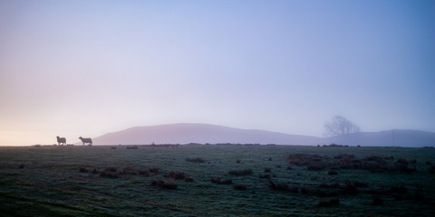 Sheep on horizon at sunrise, Lake district, England