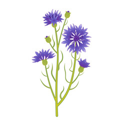 Botanical illustration of vector blue cornflowers.