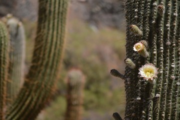 cactus flowers