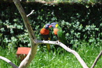 Lorikeets 