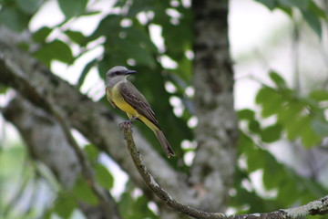 Pajaro 7