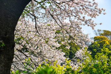 Cherry blossom in Tokyo, Japan