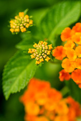 Lantana camara flower closeup