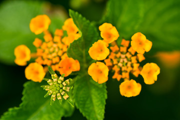 Lantana camara flower closeup