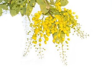Beautiful of cassia fistula blooming on tree isolated on white bacckground, Thailand national tree.