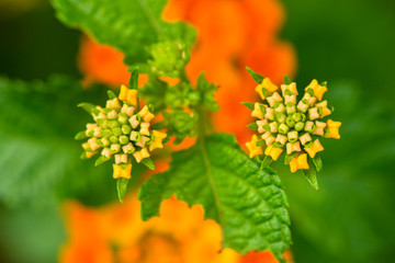 Lantana camara flower closeup