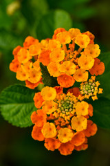 Lantana camara flower closeup