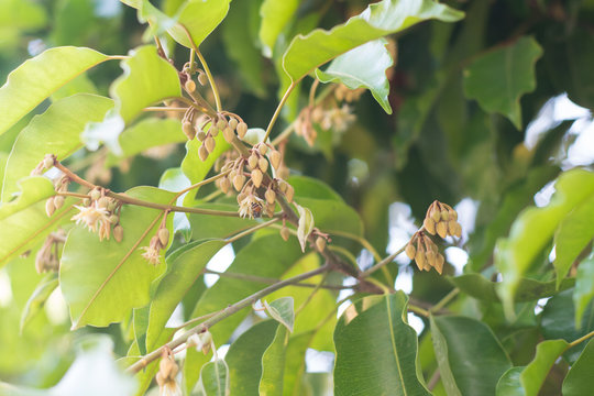 Mimusops Elengi or Bullet Wood, Headland Flower, Medlar, Mimusops, Spanish Cherry, Tanjong Tree