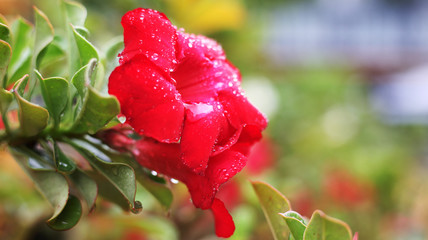 Red shine flower