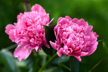 Beautiful big pink peonies