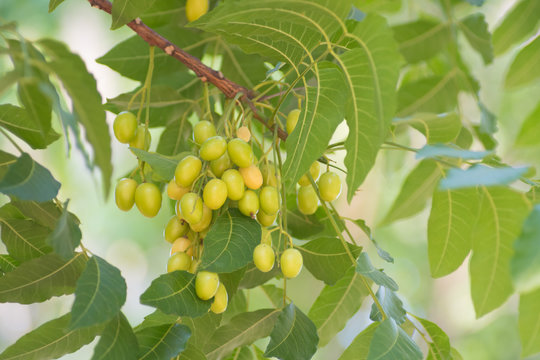 Azadirachta indica seeds hanging on tree, commonly known as neem, neem tree or Indian lilac