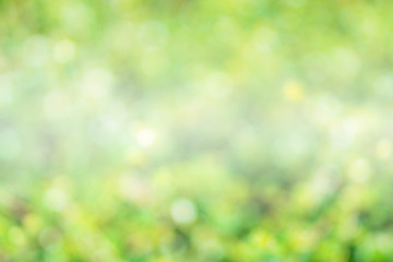 Obraz premium Greenery abstract background. Blurred and defocus effect for spring concept design .