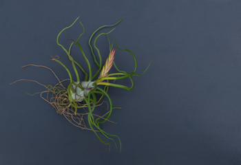 Air plant, Tillandsia ionantha, houseplant succulent on blackboard.
