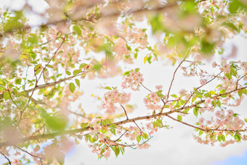 桜　ハイキー調