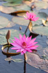 Pink lotus bloom in natural pond