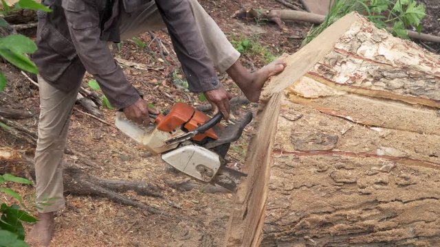 Woodcutter sawing wood with chainsaw , sawdust fly to sides, Prepare wood for made home furniture. Concept is to bring down trees.