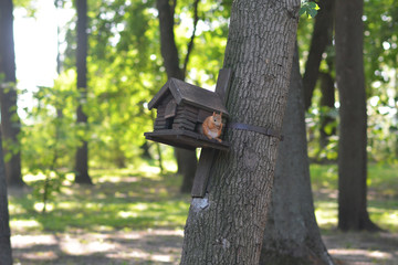 little squirrel in the park