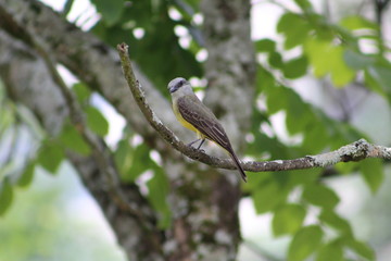 Pajaro 9