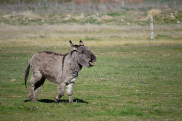 donkey running