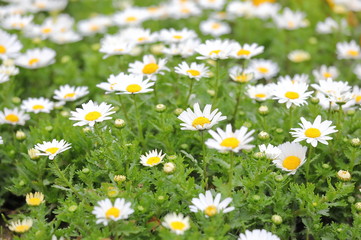 White Chrysanthemum North Pole flower plant garden nature background 