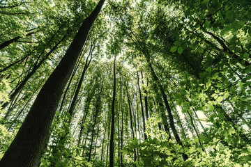 Obraz premium Green Trees Top in Forest