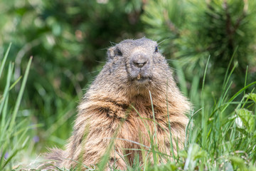 Naklejka na ściany i meble cute marmot on the grass
