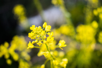 This is a capture of some flowers taken during spring 2019 in Lebanon and you can see the beautiful colors and details