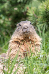 Naklejka na ściany i meble face from a marmot on the grass